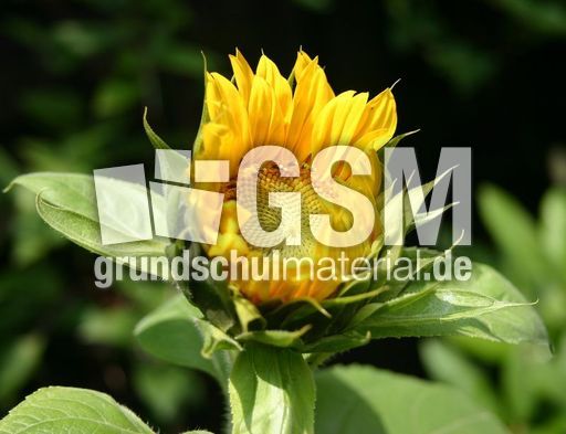 Sonnenblume-erblueht-1.JPG